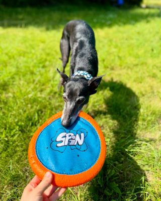 Ta radost je neskutečná 🫶🏻🫶🏻🫶🏻 swipe ➡️ 🛸 AirDisc (najdeš na www.theexplorerdog.com) nebo u vybraných prodejců...