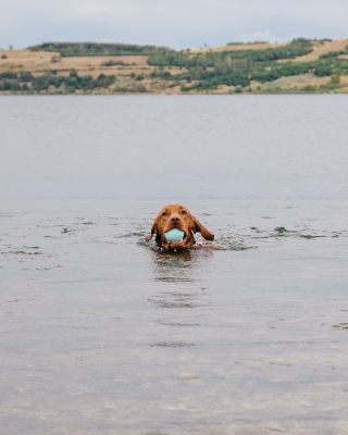 Must have každého pejskaře? 1. pejsek 2. AirBall (balónek nejen do vody, který máme v několika barvách) 3. pytlíky na 💩 s...
