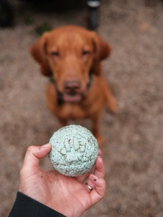 Balónek, který vydrží skoro vše 🫠 Koukni na všechny varianty na www.theexplorerdog.com nebo k vybraným prodejcům 🫶🏻...