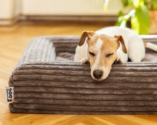 Po každém dobrodružství přichází chvíle klidu. A právě pro tenhle okamžik vznikl Cloud – ortopedický pelech, který...